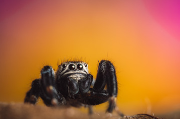 Black spider (Evarcha arcuata, jumping spider). High magnification, macro, many details.