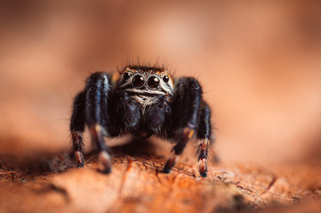 Black spider (Evarcha arcuata, jumping spider) crawling on a dry leaf. Close-up image of a spider, macro, dark brown colored background.