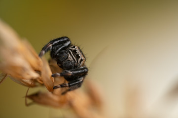 Black spider (Evarcha arcuata, jumping spider). High magnification, macro, many details.