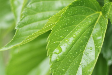 macro de hojas verdes con gotas de lluvia, rocío, invierno, humedad, frescor