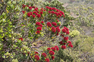 Close up view of pohutukawa branch in bloom.