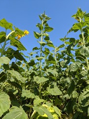 green leaves and blue sky