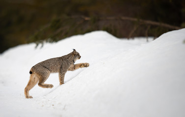 Canadian lynx in the wild