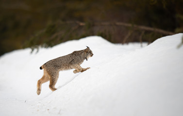 Canadian lynx in the wild