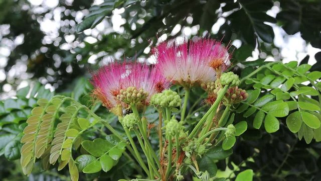 Samanea saman pink flower blooming on green leaves and tree closeup moving from the gentle breeze.