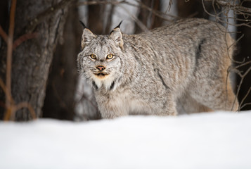 Canadian lynx in the wild © Jillian