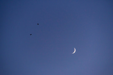 Storks flying in the sky with crescent moon in isolated background