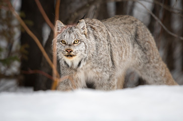 Canadian lynx in the wild