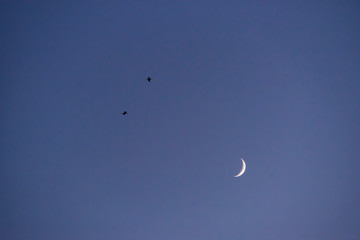 Storks flying in the sky with crescent moon in isolated background
