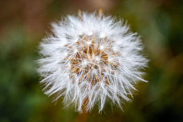dandelion head