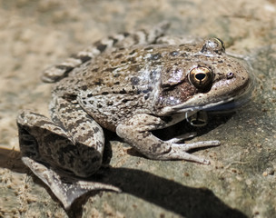 California Red-legged Adult Frog. Sunol Regional Park, Alameda County, California, USA.
