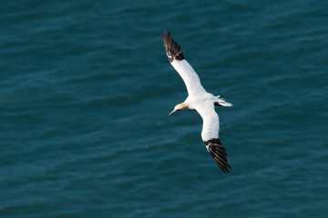 Fototapeta na wymiar Flying gannet over the sea 
