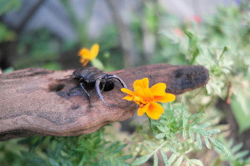 オレンジの花とノコギリクワガタ