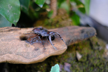 斜めから見たノコギリクワガタ