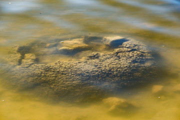 These rock like structures stromatolites on the edge of Lake Thetis are built by micro organisms too small for the human eye to see.