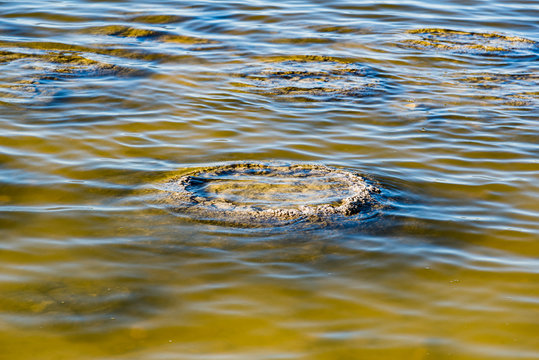 These rock like structures stromatolites on the edge of Lake Thetis are built by micro organisms too small for the human eye to see.