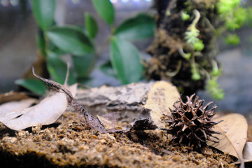 人工的に作る森の中のイメージ素材