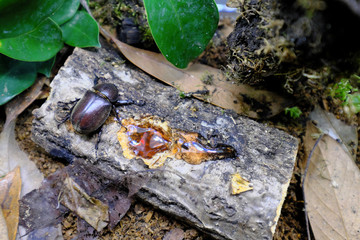 木につかまるカブトムシの雌