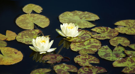 Two yellow water lilies and lily pads