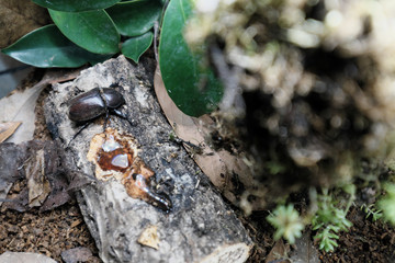 密を吸うカブトムシのメス