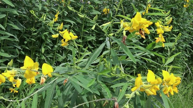 Crotalaria juncea yellow flowers blooming on tree gently blown by the wind with bees and insects in the garden.