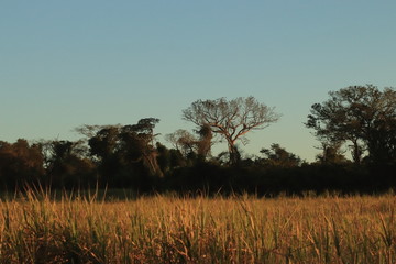 Paisagem do amanhecer no campo