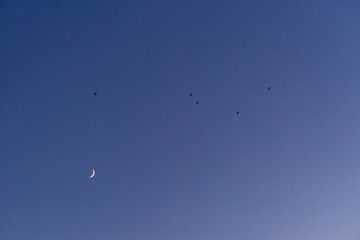 Storks flying in the sky with crescent moon in isolated background