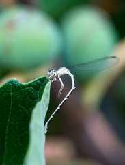 Damselfly with curved abdomen on a fig tree