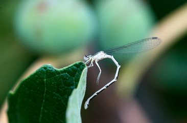 close up of a damselfly curving its body on a fig leaf with some figs in the background