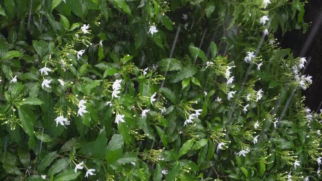 Raindrops falling on Tabernaemontana divaricata , commonly called pinwheel flower, crape jasmine or Tagar flower in Bengali. Video shot at Howrah, West Bengal, India.