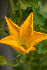 close up of a big yellow pumpkin flower blooming under the sun in the farm