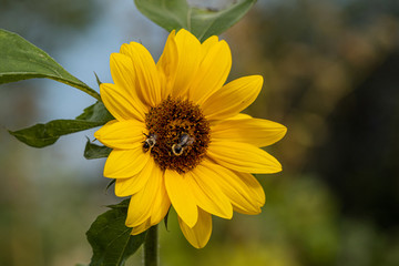 close up of a single beautiful yellow sunflower blooming under the sun in front of the green leaves