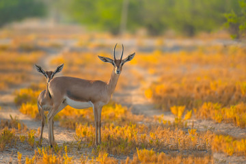 Selective focus shot of The Arabian Gazelles
