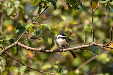 one cute chickadee resting on the tree branch on a sunny day in the forest