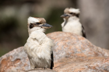 Laughing Kookaburra resting on log