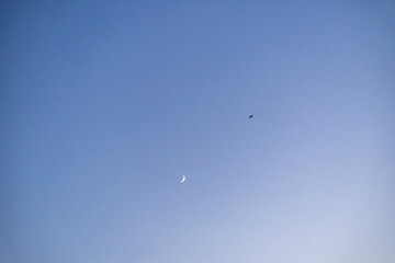 Fototapeta premium Storks flying in the sky with crescent moon in isolated background