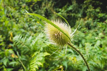 Selective focus shot of a green teasels plant