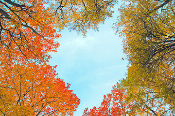 autumn trees foliage in shape of heart in blue sky overhead