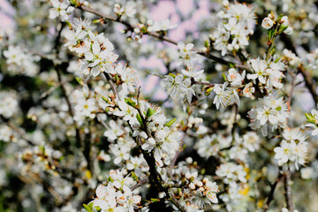 cherry blossom in spring