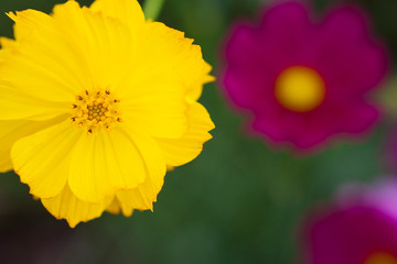 黄色いコスモスの花のクローズアップ