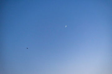 Storks flying in the sky with crescent moon in isolated background