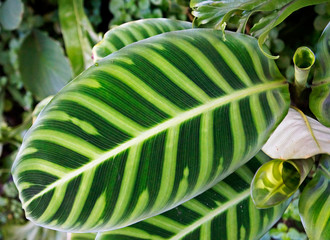 Zebra plant leaf (Calathea zebrina)