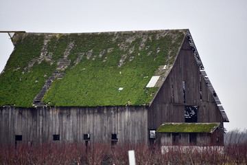 Old wooden barn with a mossy roof in the farm © Andrew Stowe/Wirestock