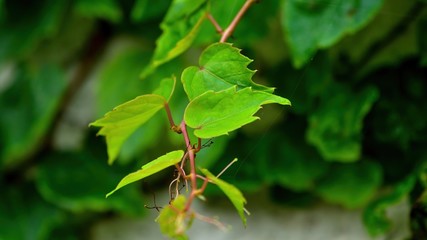 元気に成長するツル性植物の若葉
