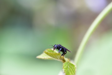 macro of a fly