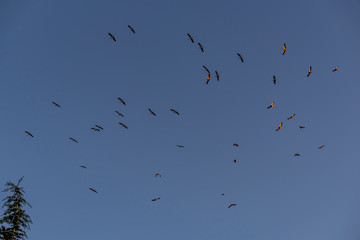 Storks flying in the sky with isolated background