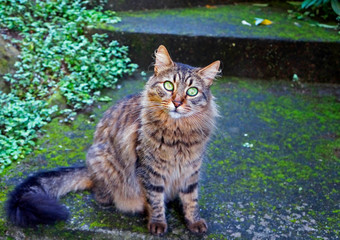 Domestic cat with green eyes 