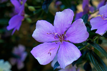 Silverleafed Princess flower (Tibouchina Mutabilis)