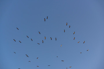 Storks flying in the sky with isolated background