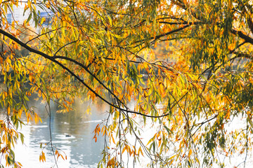 Autumn colorful yellow and orange leaves in park. Beautiful yellow maple leaves on sunny day and blurry background. Golden autumn in city park. Close up, macro shot. Fall Scene.